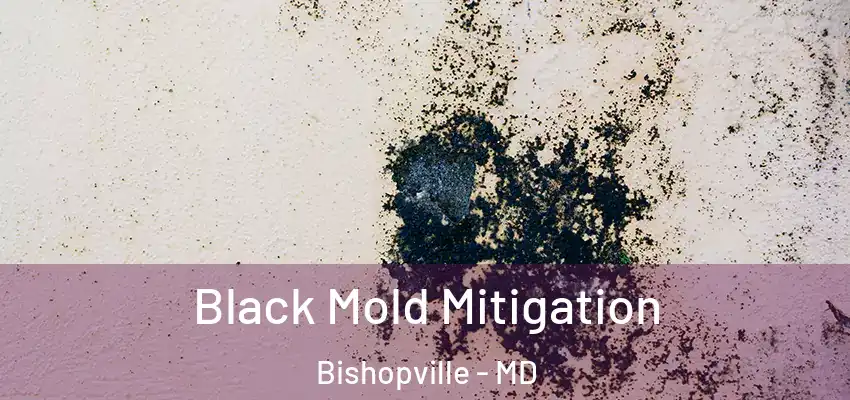 Black Mold Mitigation Bishopville - MD