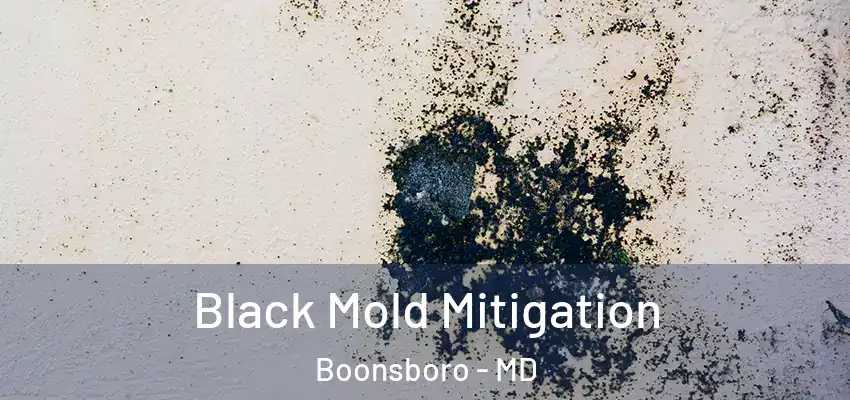 Black Mold Mitigation Boonsboro - MD