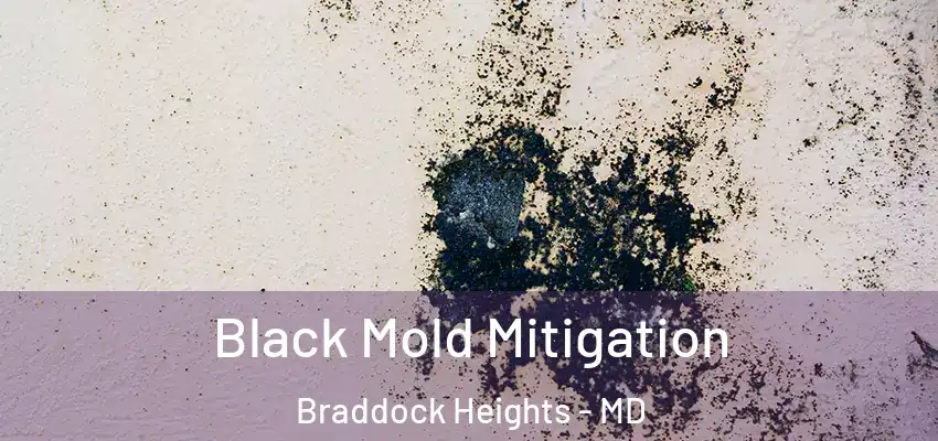  Black Mold Mitigation Braddock Heights - MD