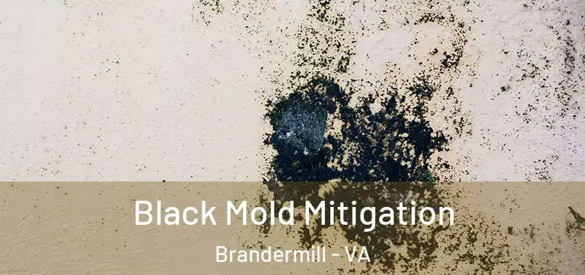 Black Mold Mitigation Brandermill - VA