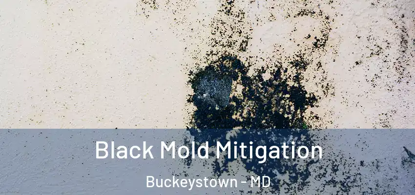  Black Mold Mitigation Buckeystown - MD