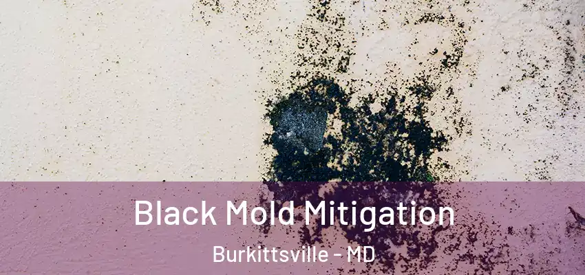Black Mold Mitigation Burkittsville - MD