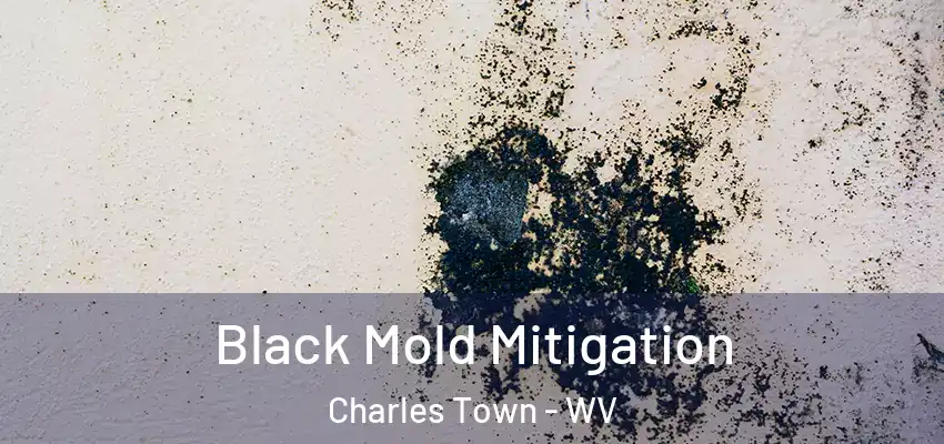Black Mold Mitigation Charles Town - WV