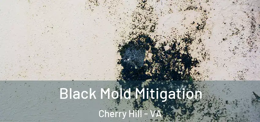  Black Mold Mitigation Cherry Hill - VA