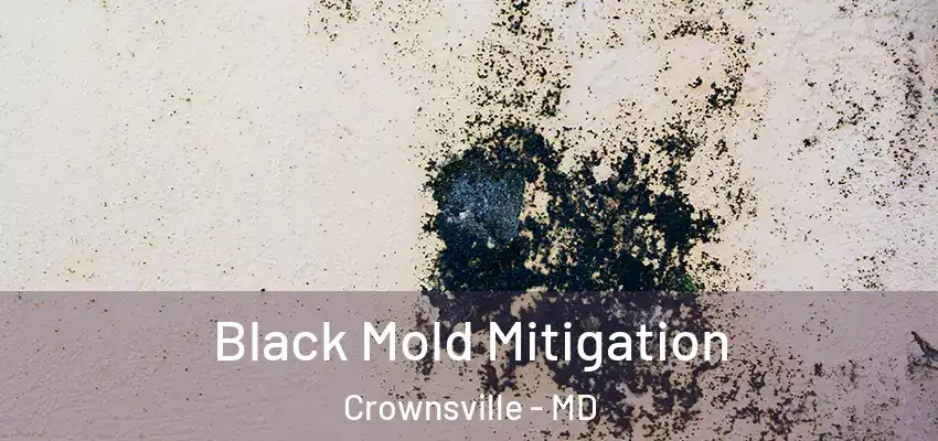 Black Mold Mitigation Crownsville - MD