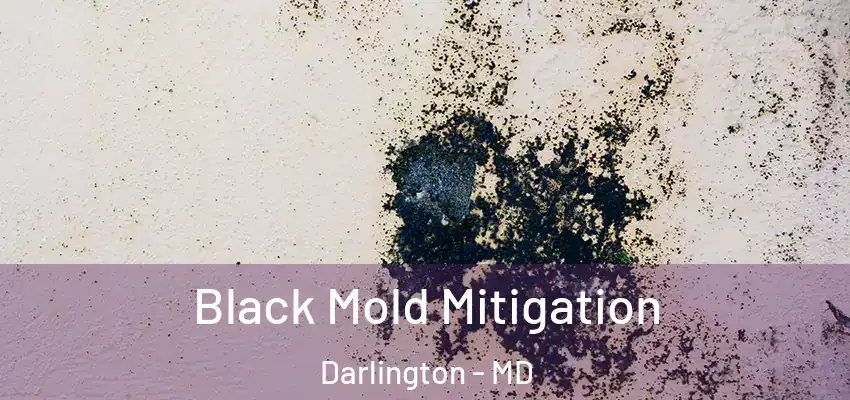  Black Mold Mitigation Darlington - MD