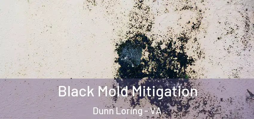  Black Mold Mitigation Dunn Loring - VA