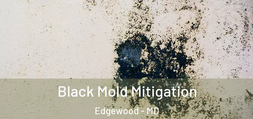 Black Mold Mitigation Edgewood - MD