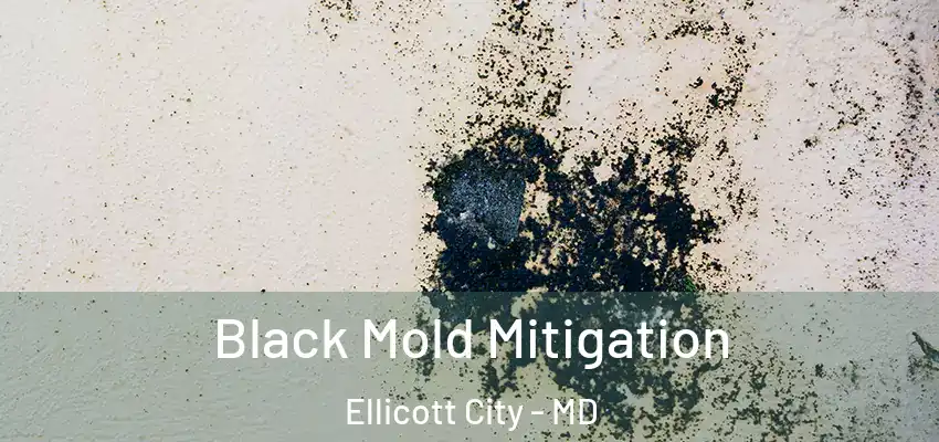 Black Mold Mitigation Ellicott City - MD
