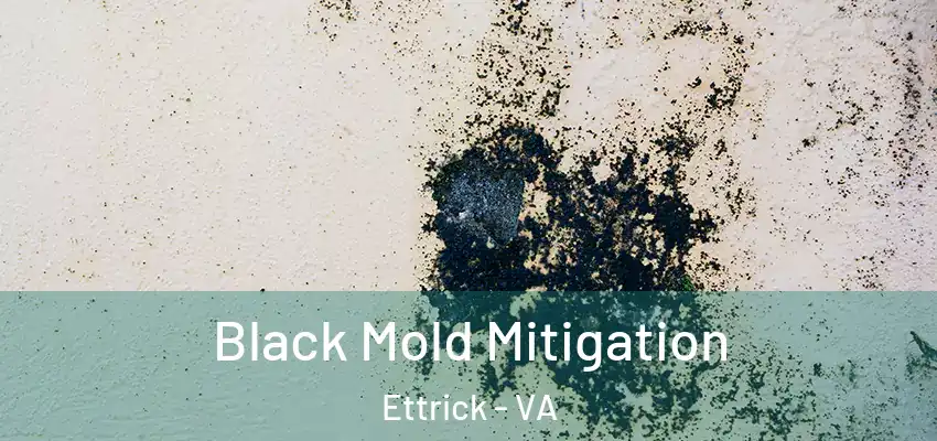  Black Mold Mitigation Ettrick - VA