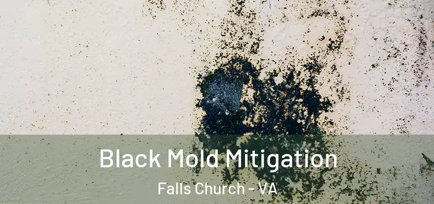  Black Mold Mitigation Falls Church - VA