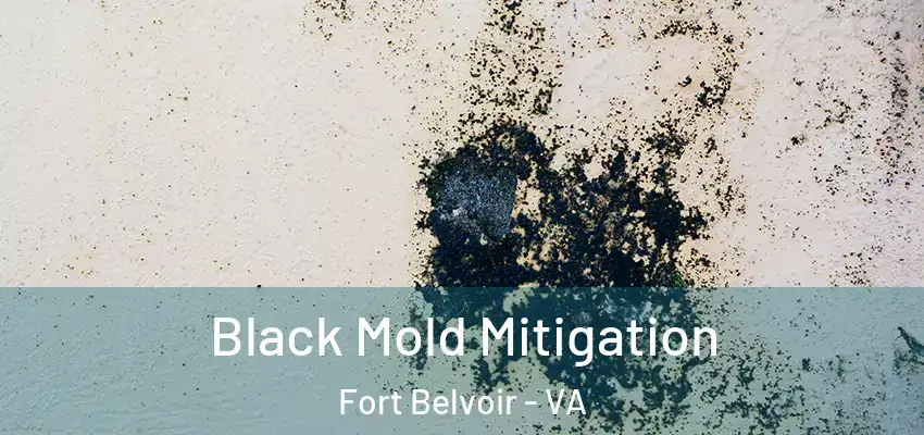 Black Mold Mitigation Fort Belvoir - VA