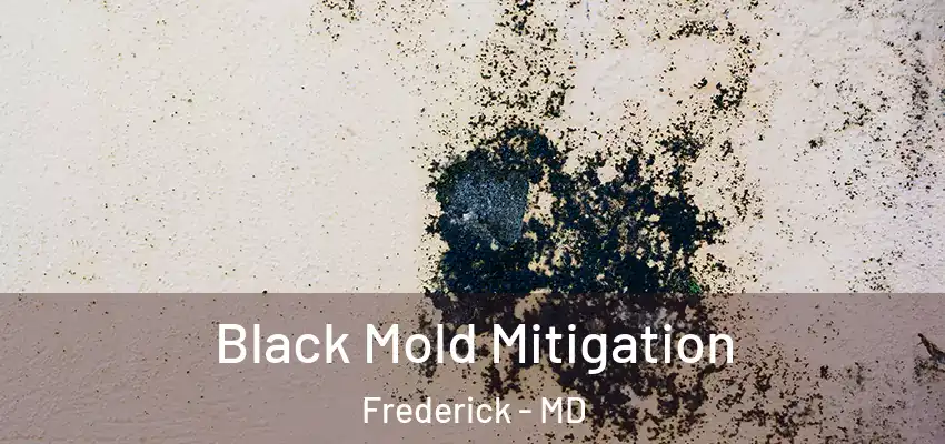  Black Mold Mitigation Frederick - MD