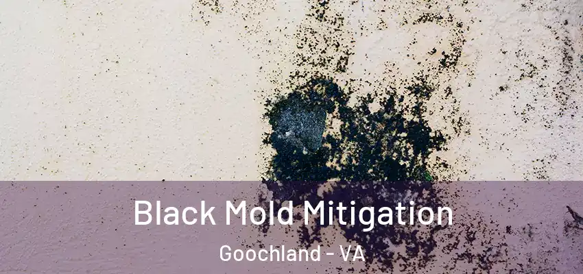 Black Mold Mitigation Goochland - VA