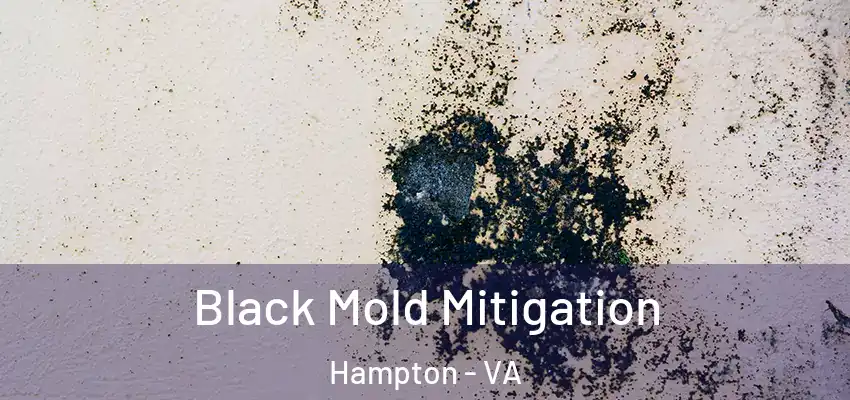  Black Mold Mitigation Hampton - VA