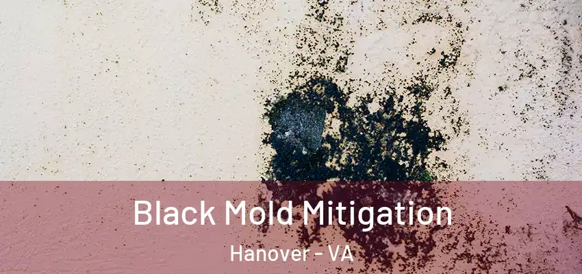  Black Mold Mitigation Hanover - VA