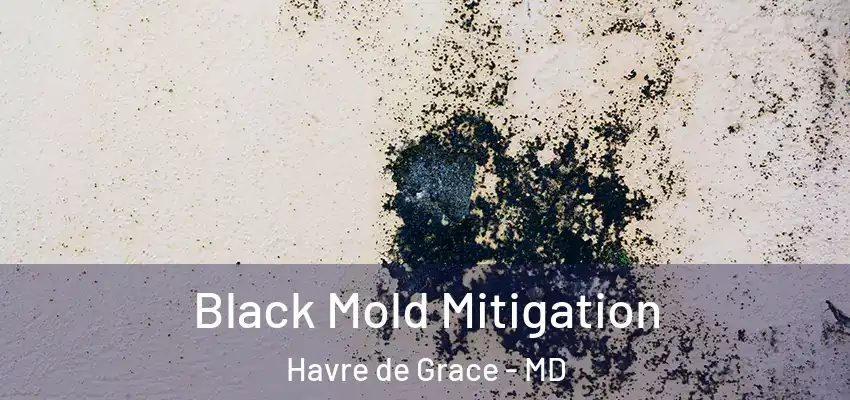  Black Mold Mitigation Havre de Grace - MD