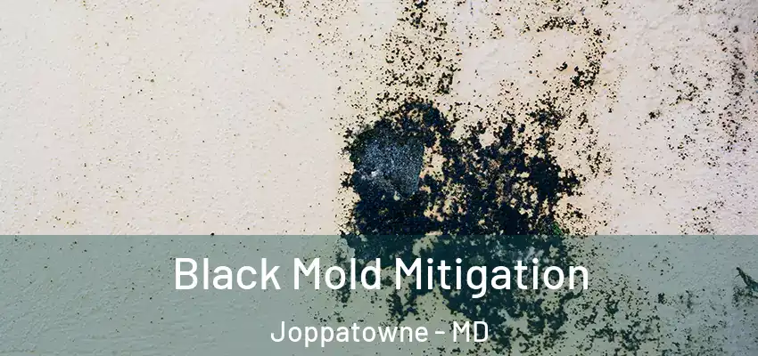  Black Mold Mitigation Joppatowne - MD