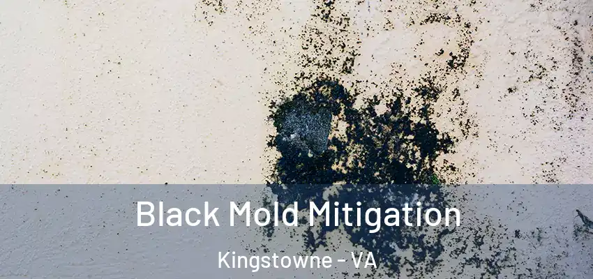  Black Mold Mitigation Kingstowne - VA