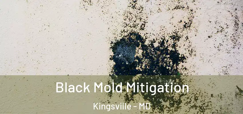 Black Mold Mitigation Kingsville - MD