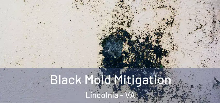  Black Mold Mitigation Lincolnia - VA