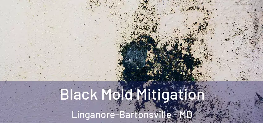 Black Mold Mitigation Linganore-Bartonsville - MD