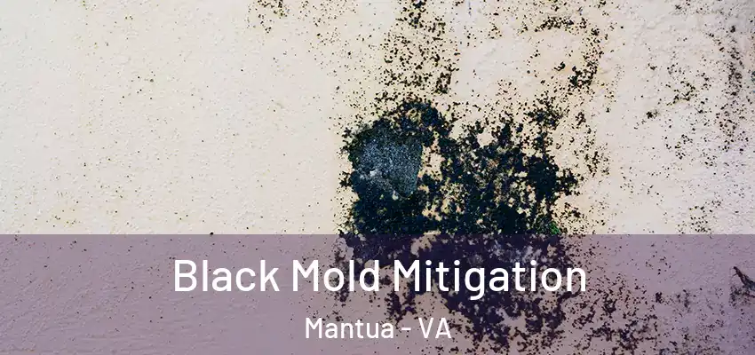 Black Mold Mitigation Mantua - VA