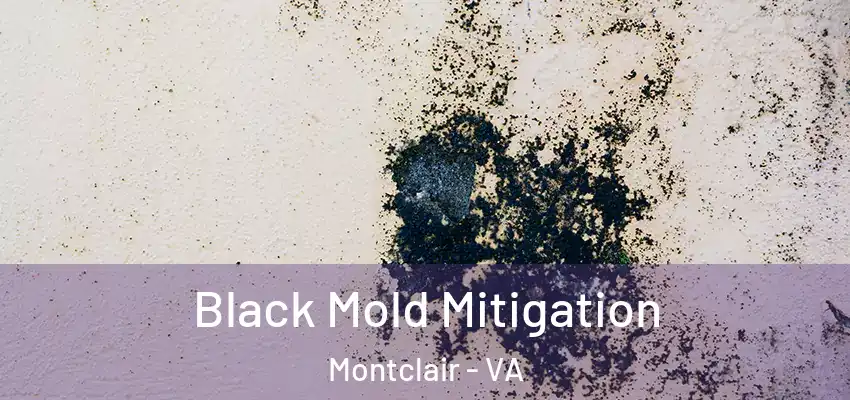  Black Mold Mitigation Montclair - VA