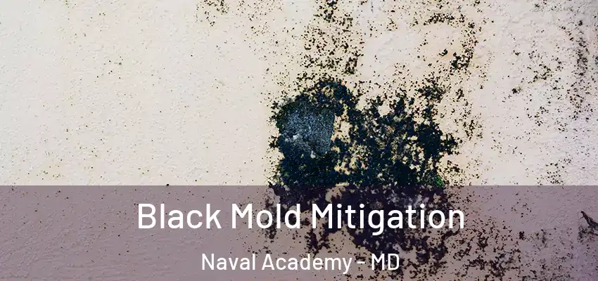 Black Mold Mitigation Naval Academy - MD