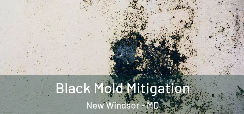 Black Mold Mitigation New Windsor - MD