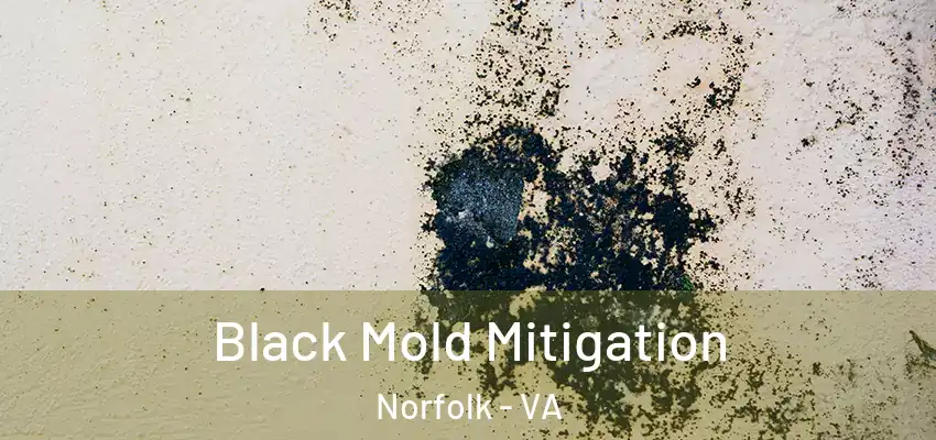 Black Mold Mitigation Norfolk - VA