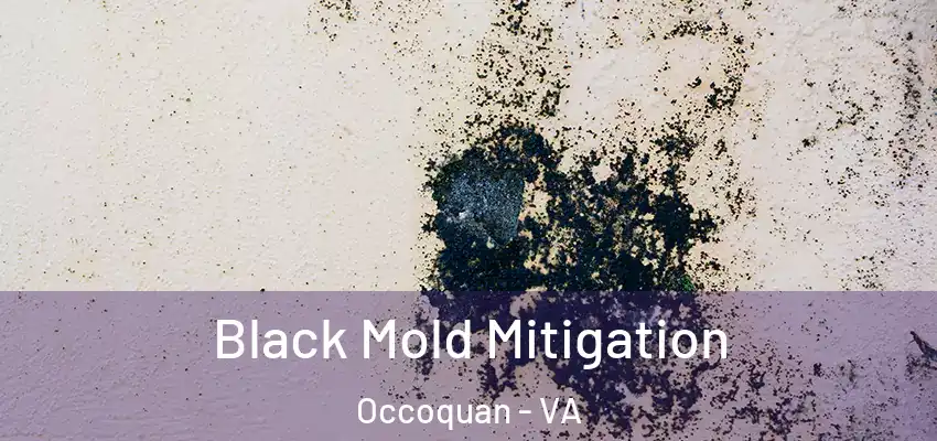 Black Mold Mitigation Occoquan - VA