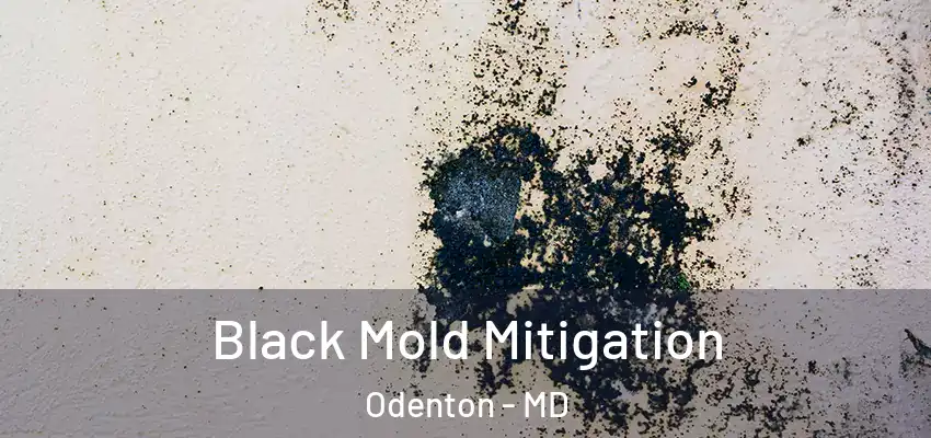 Black Mold Mitigation Odenton - MD