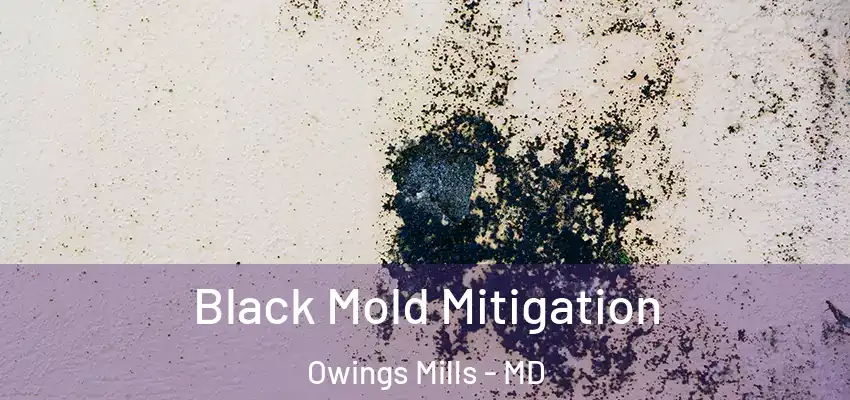  Black Mold Mitigation Owings Mills - MD