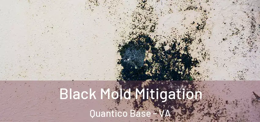  Black Mold Mitigation Quantico Base - VA