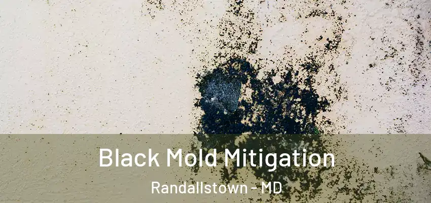 Black Mold Mitigation Randallstown - MD