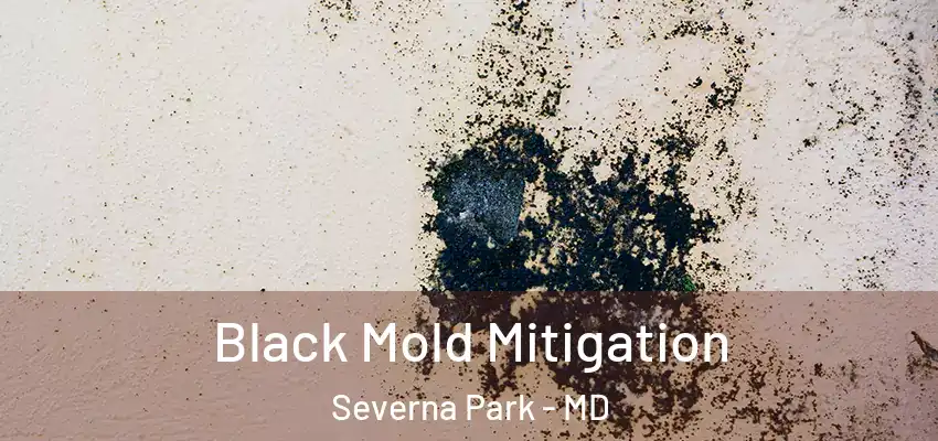 Black Mold Mitigation Severna Park - MD