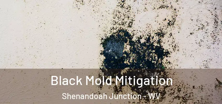 Black Mold Mitigation Shenandoah Junction - WV