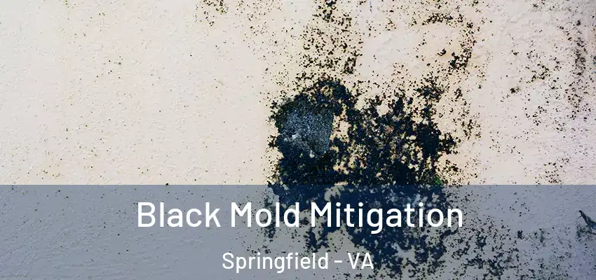  Black Mold Mitigation Springfield - VA