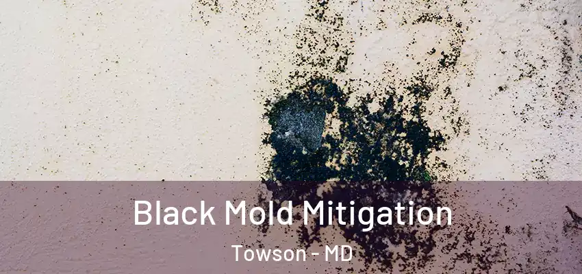  Black Mold Mitigation Towson - MD
