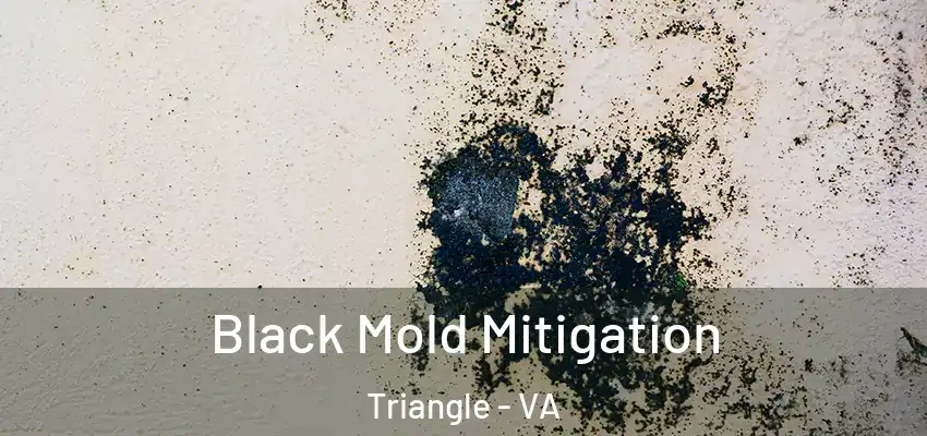  Black Mold Mitigation Triangle - VA