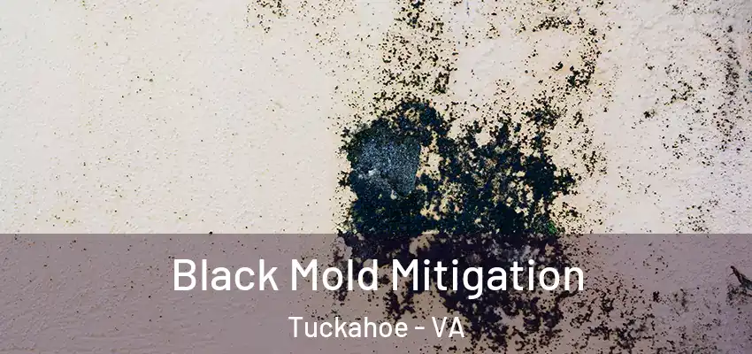 Black Mold Mitigation Tuckahoe - VA