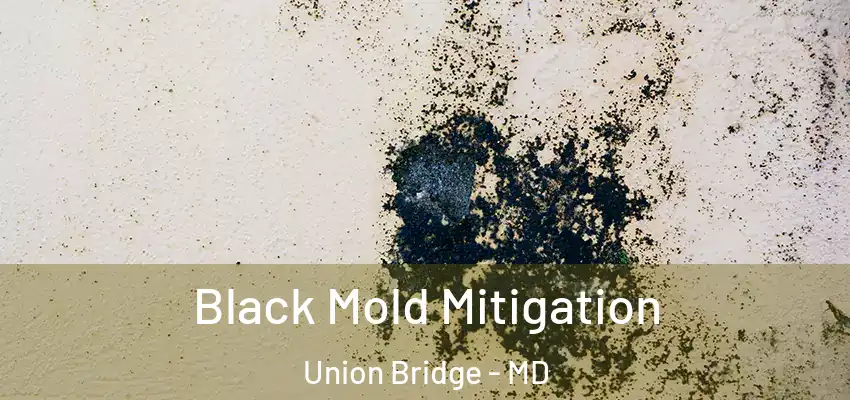 Black Mold Mitigation Union Bridge - MD