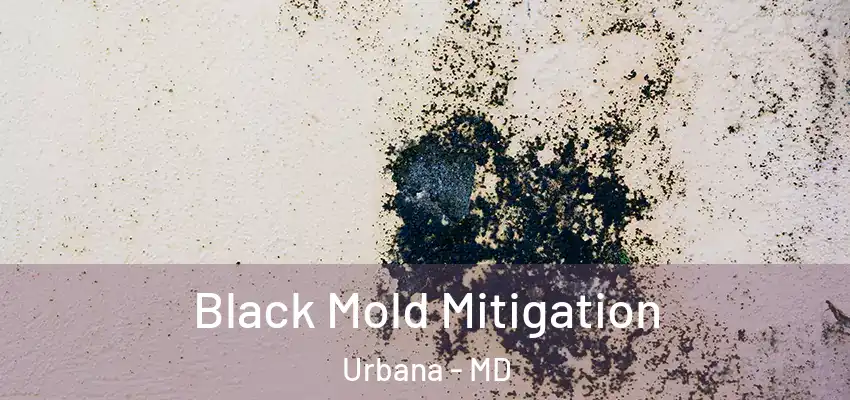 Black Mold Mitigation Urbana - MD