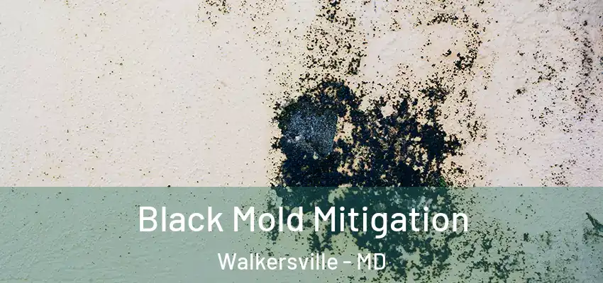  Black Mold Mitigation Walkersville - MD