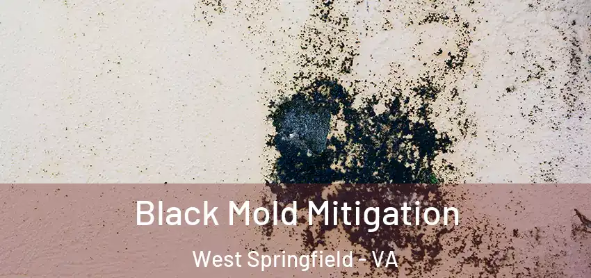 Black Mold Mitigation West Springfield - VA
