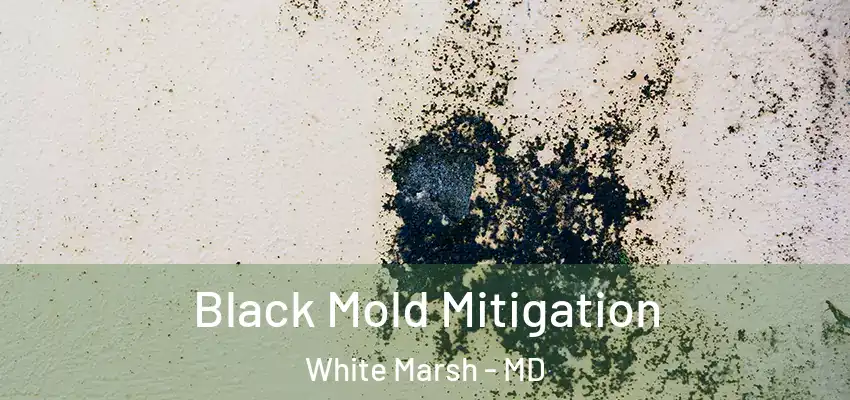 Black Mold Mitigation White Marsh - MD