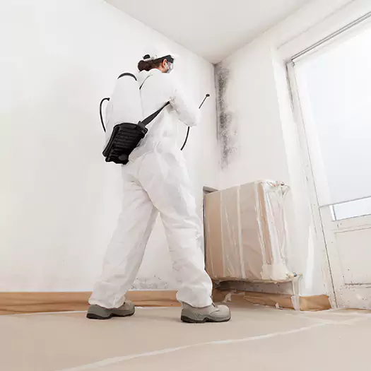 Trusted Black Mold Clean Up Experts in Martinsburg, WV