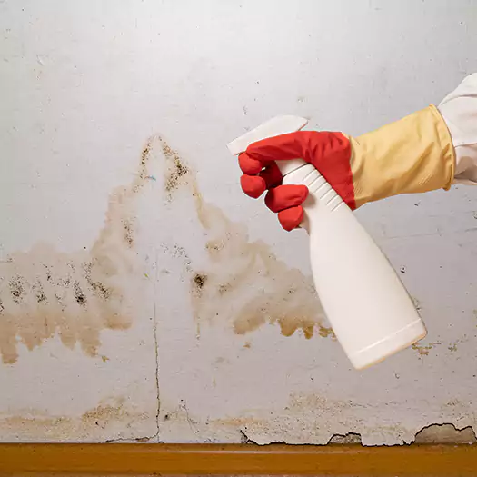 Trusted Black Mold Mitigation Specialists in Martinsburg, WV
