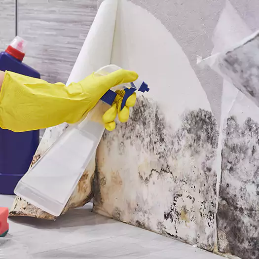 Reliable Mold Abatement Specialists in Martinsburg, WV